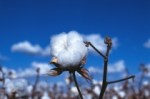 cotton_boll_blue_sky